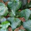 Algerian Ivy - Hedera Helix - 18 Count Flat Of Pint Pots 1 Algerian Ivy - Hedera Helix - 18 Count Flat Of Pint Pots -Wilson Bros Gardens Ivy Algerian 500x750 1