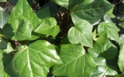 Algerian Ivy - Hedera Helix - 18 Count Flat Of Pint Pots -Wilson Bros Gardens Ivy Algerian Closeup
