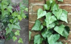 Algerian Ivy - Hedera Helix - 18 Count Flat Of Pint Pots -Wilson Bros Gardens Ivy Algerian Combo