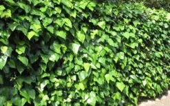 Algerian Ivy - Hedera Helix - 18 Count Flat Of Pint Pots -Wilson Bros Gardens Ivy Algerian Landscape