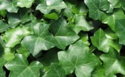English Ivy - Hedera Helix - 18 Count Flat Of Pint Pots -Wilson Bros Gardens Ivy English 1