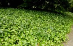 English Ivy - Hedera Helix - 18 Count Flat Of Pint Pots -Wilson Bros Gardens Ivy English 2