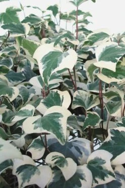Variegated Algerian Ivy (Hedera Algeriensis 'Gloire De Marengo') - 18 Pack Of Pint Pots -Wilson Bros Gardens Ivy Variegated Algerian 500x750 2