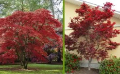 Emperor 1 Japanese Maple - 5 Gallon Pot (4'-5') -Wilson Bros Gardens Japanese Maple 2