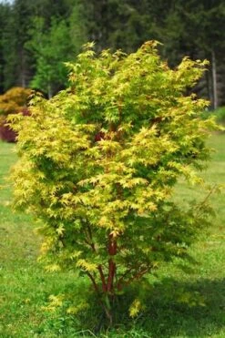 Beni Kawa Coral Bark Japanese Maple - 3 Gallon Pot -Wilson Bros Gardens Japanese Maple Beni Kawa 1