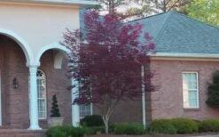 Bloodgood Red Leaf Japanese Maple - 2 Gallon Pot -Wilson Bros Gardens Japanese Maple Bloodgood 2