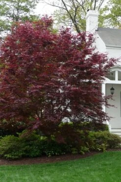 Bloodgood Red Leaf Japanese Maple - 5 Gallon Pot (4-5') 12 Bloodgood Red Leaf Japanese Maple - 5 Gallon Pot (4-5') -Wilson Bros Gardens Japanese Maple Boodgood 20
