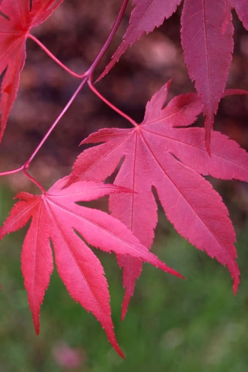 Bloodgood Red Leaf Japanese Maple - 5 Gallon Pot (4-5') 9 Bloodgood Red Leaf Japanese Maple - 5 Gallon Pot (4-5') - Image 7