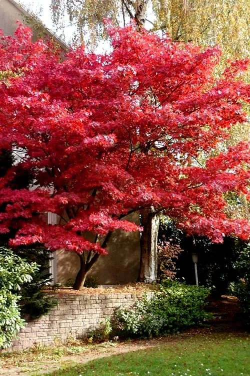 Bloodgood Red Leaf Japanese Maple - 5 Gallon Pot (4-5') 8 Bloodgood Red Leaf Japanese Maple - 5 Gallon Pot (4-5') - Image 6