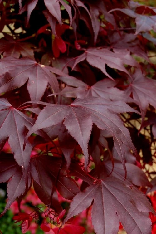 Bloodgood Red Leaf Japanese Maple - 5 Gallon Pot (4-5') 7 Bloodgood Red Leaf Japanese Maple - 5 Gallon Pot (4-5') - Image 5