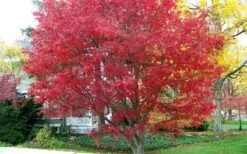 Burgundy Lace Japanese Maple - 5 Gallon Pot -Wilson Bros Gardens Japanese Maple Burgundy Lace 1 1