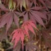 Burgundy Lace Japanese Maple - 2 Gallon Pot -Wilson Bros Gardens Japanese Maple Burgundy Lace 2