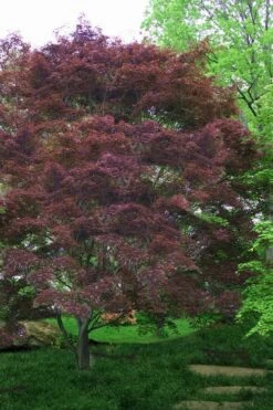 Burgundy Lace Japanese Maple - 2 Gallon Pot -Wilson Bros Gardens Japanese Maple Burgundy Lace 4