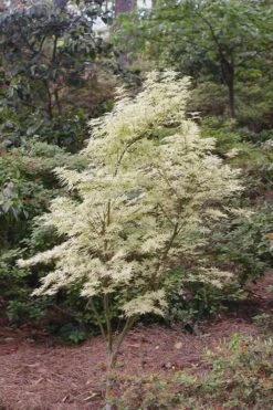Butterfly Japanese Maple - 1 Gallon Pot -Wilson Bros Gardens Japanese Maple Butterfly 1 1