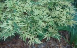 Butterfly Japanese Maple - 3 Gallon Pot -Wilson Bros Gardens Japanese Maple Butterfly 3 2