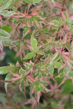 Butterfly Japanese Maple - 3 Gallon Pot -Wilson Bros Gardens Japanese Maple Butterfly 4 2