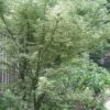 Butterfly Japanese Maple - 1 Gallon Pot -Wilson Bros Gardens Japanese Maple Butterfly 5 1