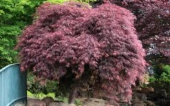 Crimson Queen Dwarf Japanese Maple - 1 Gallon Pot 15 Crimson Queen Dwarf Japanese Maple - 1 Gallon Pot -Wilson Bros Gardens Japanese Maple Crimson Queen 22 1