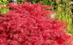 Crimson Queen Dwarf Japanese Maple (High Graft Tree Form) - 2 Gallon Pot -Wilson Bros Gardens Japanese Maple Crimson Queen 51