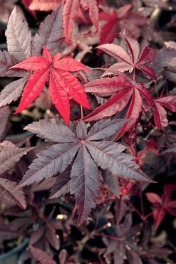 Emperor 1 Japanese Maple - 5 Gallon Pot (4'-5') -Wilson Bros Gardens Japanese Maple Emperor 1 500x750 1