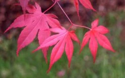 Bloodgood Red Leaf Japanese Maple - 2 Gallon Pot -Wilson Bros Gardens Japanese Maple Fall Color