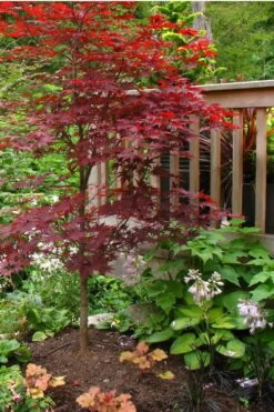 Fireglow Red Leaf Japanese Maple - 1 Gallon Pot 13 Fireglow Red Leaf Japanese Maple - 1 Gallon Pot -Wilson Bros Gardens Japanese Maple Fireglow 500x750 2