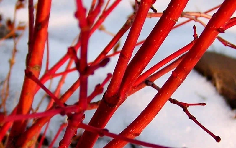 Fjellheim Dwarf Coral Bark Japanese Maple - 3 Gallon Pot 9 Fjellheim Dwarf Coral Bark Japanese Maple - 3 Gallon Pot - Image 7