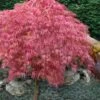 Hana Matoi Pink Leaf Japanese Maple - Acer Palmatum - 3 Gallon Pot -Wilson Bros Gardens Japanese Maple Hana Matoi 10 1