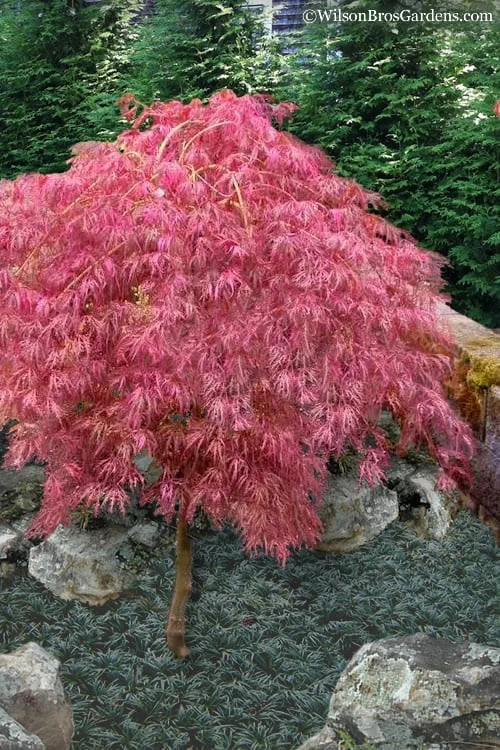 Hana Matoi Pink Leaf Japanese Maple - Acer Palmatum - 5 Gallon Pot 3 Hana Matoi Pink Leaf Japanese Maple - Acer Palmatum - 5 Gallon Pot