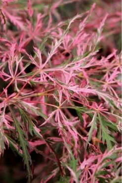 Hana Matoi Pink Leaf Japanese Maple - Acer Palmatum - 5 Gallon Pot 9 Hana Matoi Pink Leaf Japanese Maple - Acer Palmatum - 5 Gallon Pot -Wilson Bros Gardens Japanese Maple Hana Matoi Leaves Closeup
