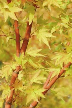Japanese Sunrise Japanese Maple - 3 Gallon Pot 11 Japanese Sunrise Japanese Maple - 3 Gallon Pot -Wilson Bros Gardens Japanese Maple Japanese Sunrise Bark 500x700 1