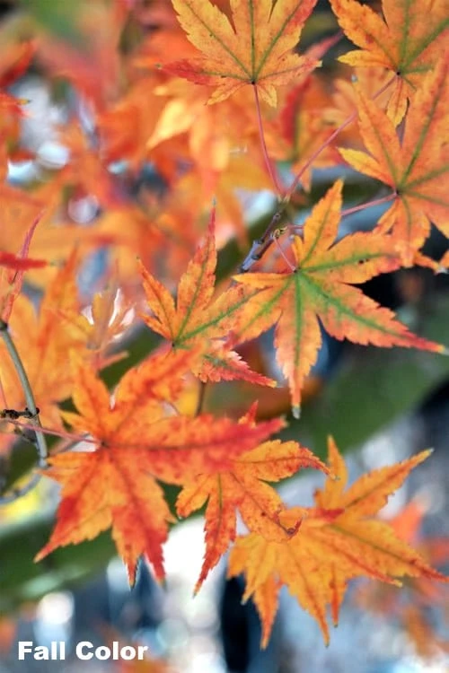 Japanese Sunrise Japanese Maple - 3 Gallon Pot 3 Japanese Sunrise Japanese Maple - 3 Gallon Pot
