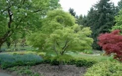 Koto No Ito Japanese Maple - 3 Gallon Pot -Wilson Bros Gardens Japanese Maple Koto No Ito Summer Color