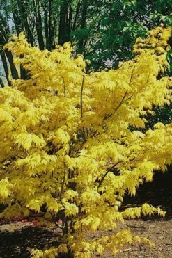 Orange Dream Japanese Maple - 2 Gallon Pot 12 Orange Dream Japanese Maple - 2 Gallon Pot -Wilson Bros Gardens Japanese Maple Orange Dream 10