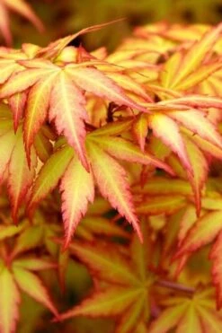 Orange Dream Japanese Maple - 2 Gallon Pot