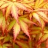 Orange Dream Japanese Maple - 1 Gallon Pot -Wilson Bros Gardens Japanese Maple Orange Dream 500x750 2