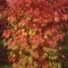 Orange Flame Japanese Maple - 5 Gallon Pot -Wilson Bros Gardens Japanese Maple Orange Flame 10 1