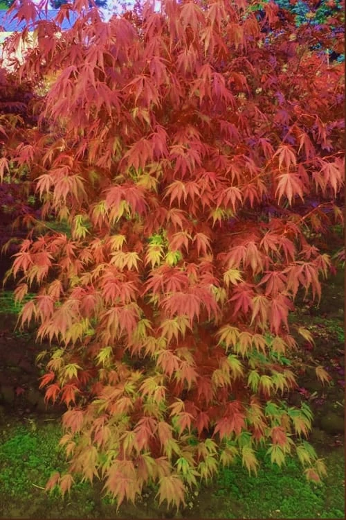 Orange Flame Japanese Maple - 2 Gallon Pot 3 Orange Flame Japanese Maple - 2 Gallon Pot