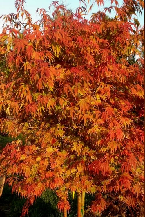Orange Flame Japanese Maple - 2 Gallon Pot 6 Orange Flame Japanese Maple - 2 Gallon Pot - Image 4