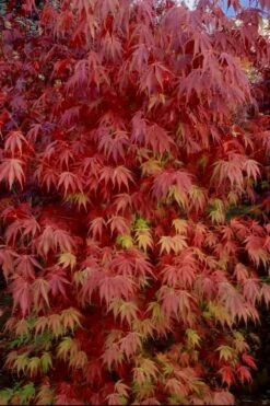 Orange Flame Japanese Maple - 5 Gallon Pot -Wilson Bros Gardens Japanese Maple Orange Flame 13 1