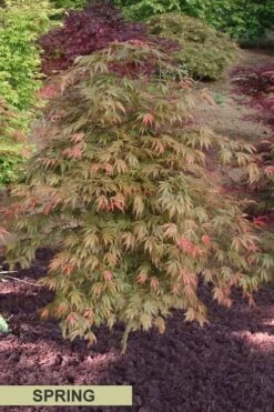 Orange Flame Japanese Maple - 2 Gallon Pot 13 Orange Flame Japanese Maple - 2 Gallon Pot -Wilson Bros Gardens Japanese Maple Orange Flame Spring Color