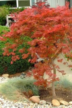 Orangeola Weeping Japanese Maple - 1 Gallon Pot -Wilson Bros Gardens Japanese Maple Orangeola 1 1