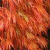 Orangeola Weeping Japanese Maple - 1 Gallon Pot (High Grafted Tree Form) -Wilson Bros Gardens Japanese Maple Orangeola 2 1