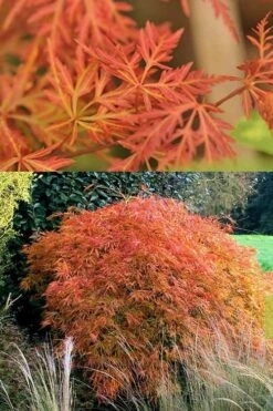 Orangeola Weeping Japanese Maple - 1 Gallon Pot -Wilson Bros Gardens Japanese Maple Orangeola 3 1