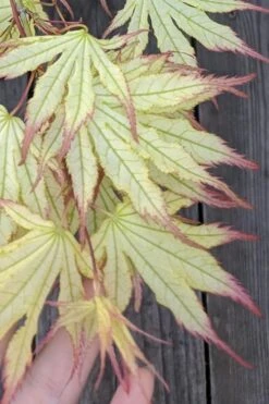Peaches And Cream Japanese Maple - 5 Gallon Pot -Wilson Bros Gardens Japanese Maple Peaches And Cream 1 2