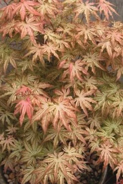 Peaches And Cream Japanese Maple - 3 Gallon Pot -Wilson Bros Gardens Japanese Maple Peaches And Cream 8 1