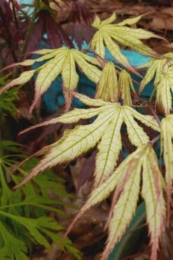 Peaches And Cream Japanese Maple - 3 Gallon Pot -Wilson Bros Gardens Japanese Maple Peaches And Cream 9 1