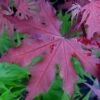 Purple Ghost Japanese Maple - 1 Gallon Pot -Wilson Bros Gardens Japanese Maple Purple Ghost 1