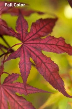 Purple Ghost Japanese Maple - 3 Gallon Pot -Wilson Bros Gardens Japanese Maple Purple Ghost 3 1