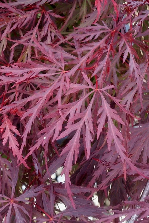 Red Dragon Dwarf Japanese Maple - 1 Gallon Pot 8 Red Dragon Dwarf Japanese Maple - 1 Gallon Pot - Image 6